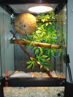 update with herps 001.JPG