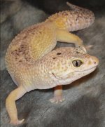 update with herps 003.JPG