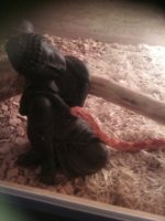 Snakes_16212.JPG