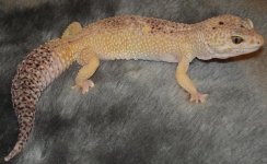 update with herps 002.JPG
