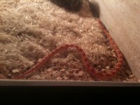 Snakes_139923.JPG