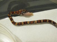 updatehatchlings 034.jpg