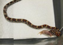 updatehatchlings 033.jpg