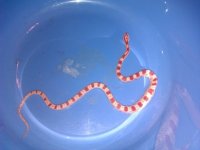 snake.jpg