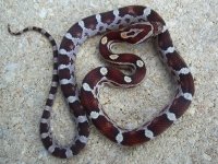Gatito Sept 2010 002cr.jpg
