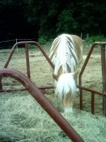 Indy's Double Braid.JPG