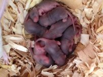 mice.jpg