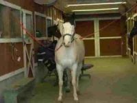 Medicine Hat Paint 001.jpg