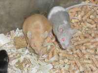 banded grey and preggo red.jpg