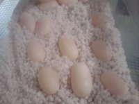 eggs.jpg