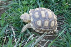 outdoor terps 002.JPG
