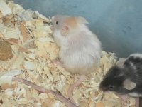longhaired satin orange head.jpg