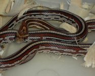 Tessera1-11.jpg