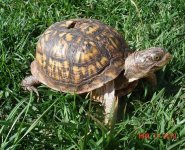 outdoor terps 001.JPG