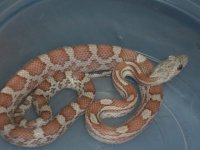 Hazel1-29.jpg