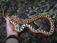 CCC's Docious - 1-24-10 - belly.jpg