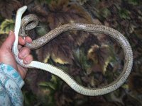 WWE's Ariel - 2-9-10 - belly.jpg