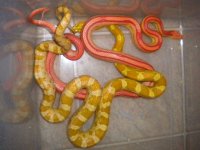 Maizy X Midas 2.jpg