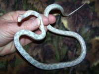 WWE's Ebru - 2-2-10 - belly.jpg