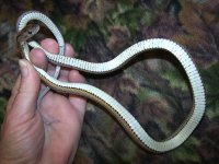 WWE's Umeko - 2-2-10 - belly.jpg