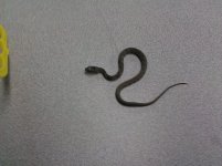 unknown_snake_small.jpg