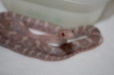 hypo opal 2 008 (800 x 533).jpg
