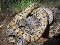 Talasi Jan '11 - 2.jpg