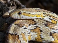 Talasi Jan '11 - close up - 3B.jpg