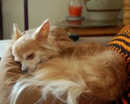 Fluffy_edited-1.jpg