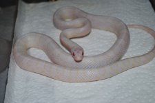 DSC_0842.JPG
