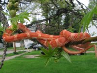treesnakes 020.JPG