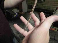 Tail.jpg