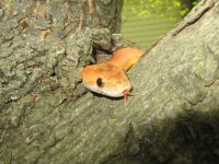outside snake shots 017.JPG