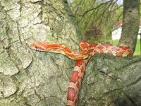 outside snake shots 028.JPG