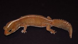 Caramel.JPG