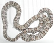 zebra2-11.jpg