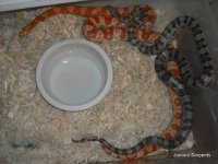 Anery m &albino f.JPG