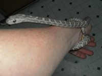 zebraarm2-11.jpg