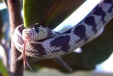 Choco 12_29_06 014cr600.jpg