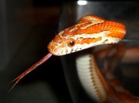 El Wray January 2010 005cr.jpg