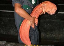 Chinese-Giant-Salamander.jpg