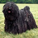 puli.jpg