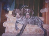 Jayke_and_Meg_as_a_pup.jpg
