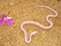 Baby K Avalanche July-2.jpg