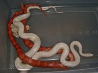 Suri Mating_01-1.jpg