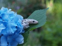 Copy of P7070049.JPG Copy of P7070049.JPG