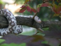 Copy of P7070055.JPG Copy of P7070055.JPG