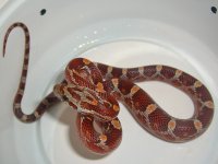 Suri Baby J-5.jpg