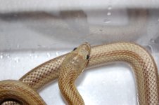 snakey2.JPG