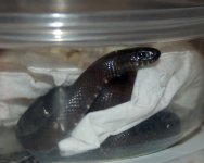 Deli cup_edited-1.jpg